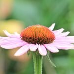 Echinacea - Purple Cone Flower