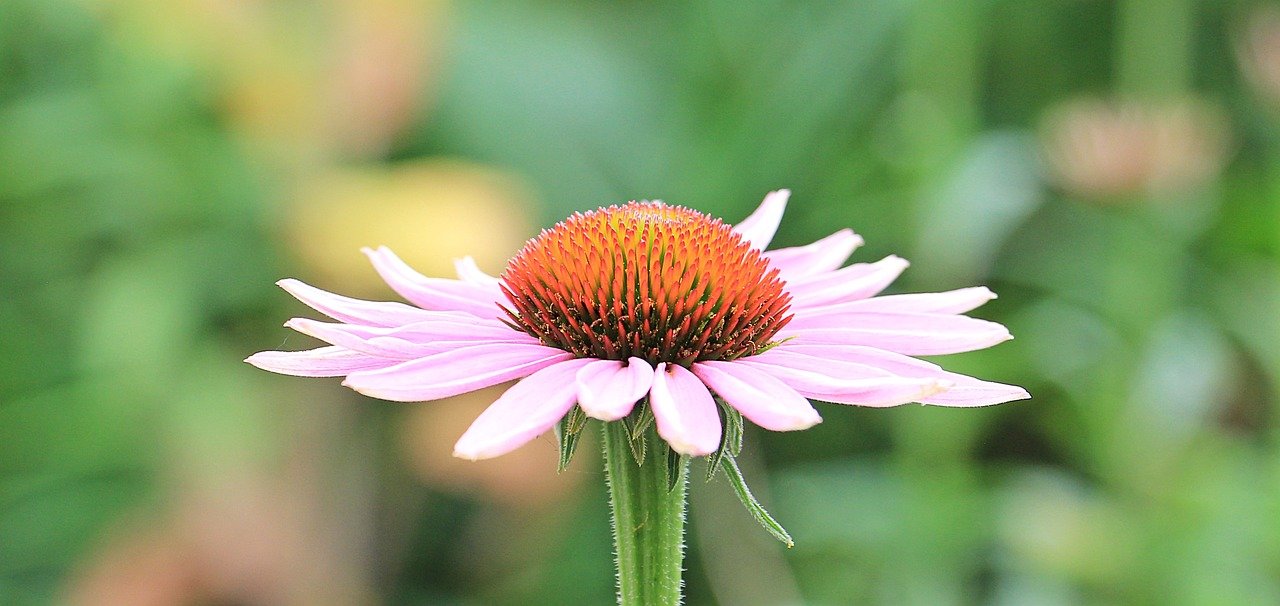 Echinacea - Purple Cone Flower