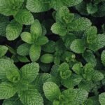 green leaves plant during daytime