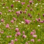 Medicinal Red Clover