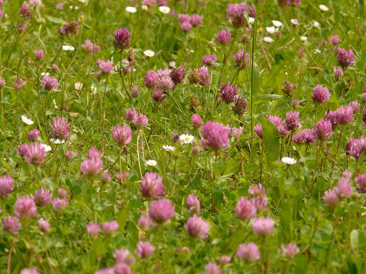 Medicinal Properties of Red clover (Trifolium pratense)